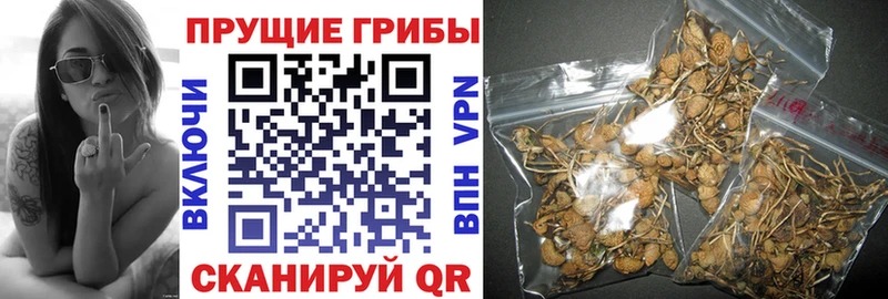 Галлюциногенные грибы Psilocybine cubensis Бийск